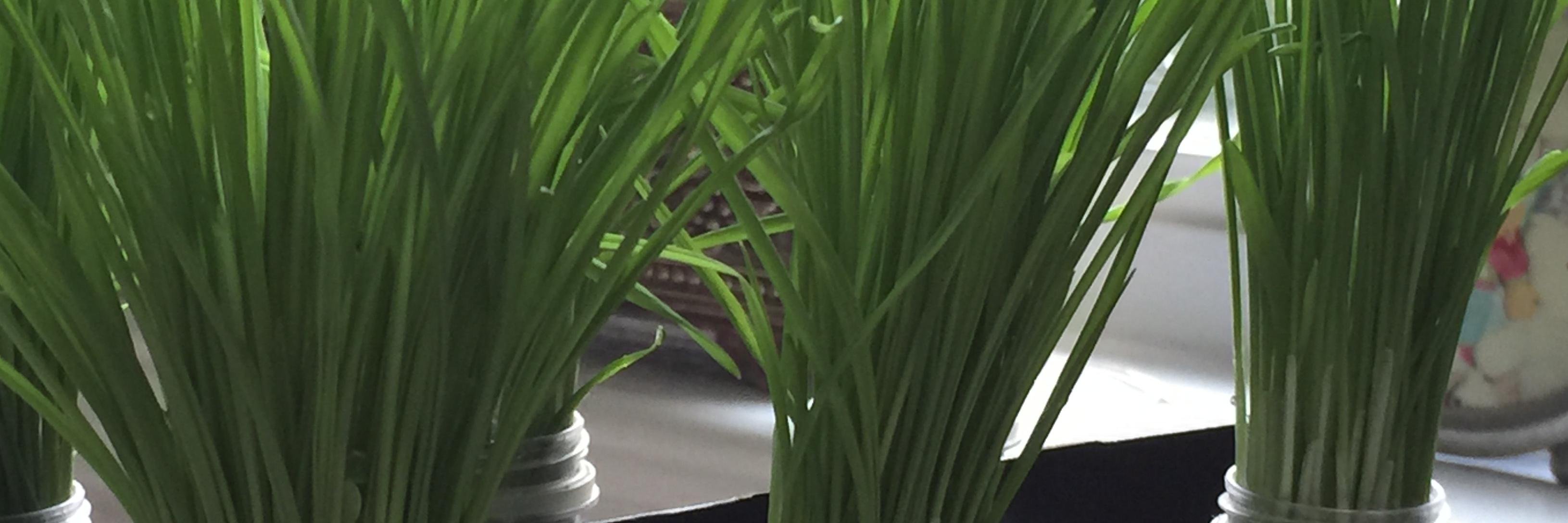 UrbanFreshFarm's profile banner image