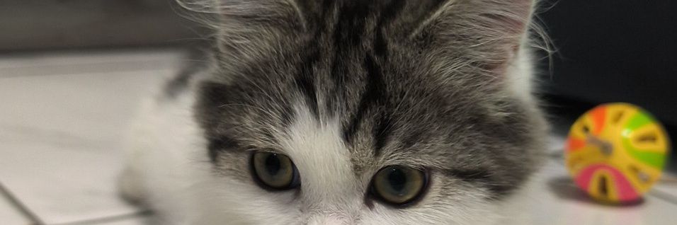 smollbeans_'s profile banner image