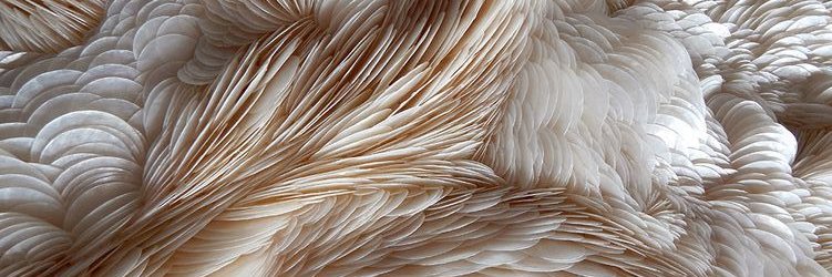 Celinda Olive banner