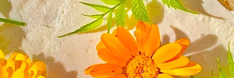 MeZgrl's profile banner image