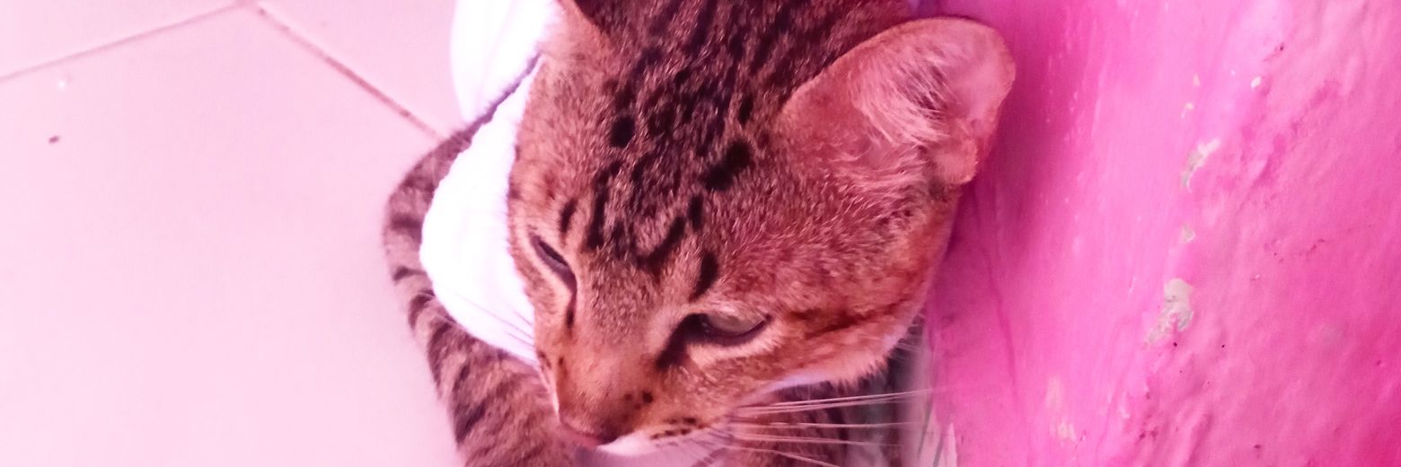 cabohuevo's profile banner image