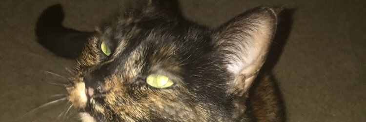 chrisappny1's profile banner image