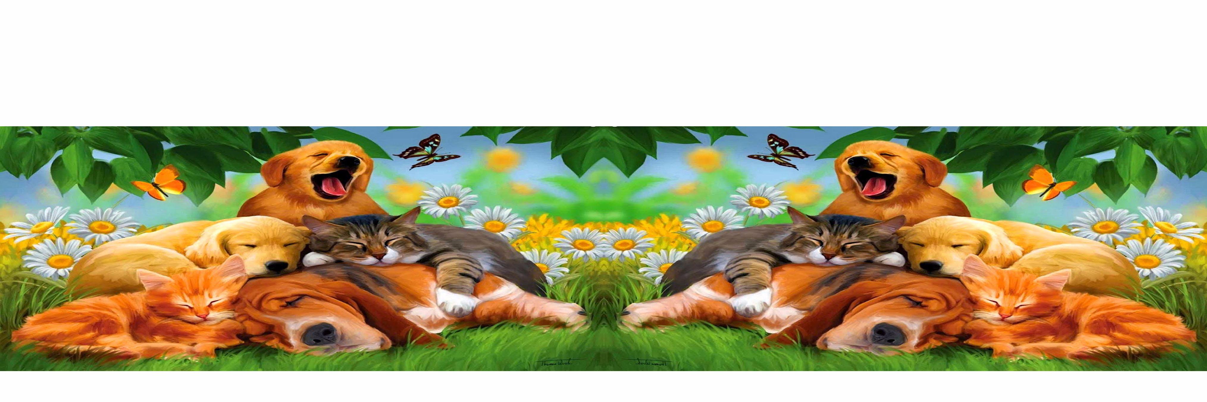 AnimaLandia00's profile banner image