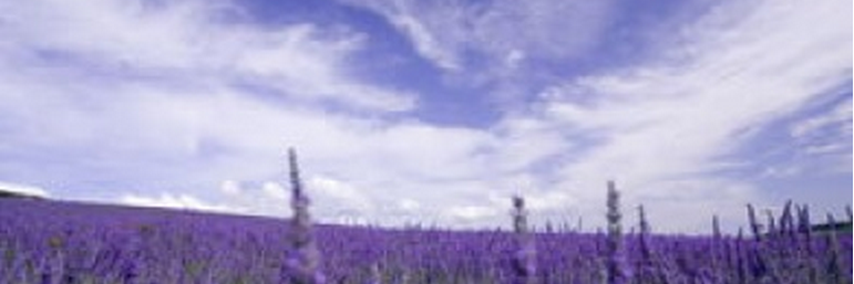 lx20123191's profile banner image