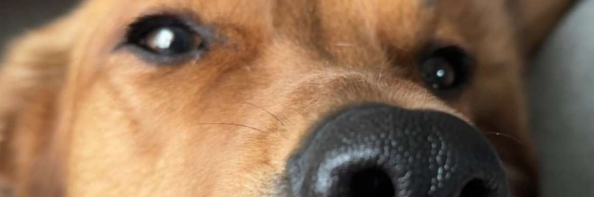 Doc_Lemon_'s profile banner image