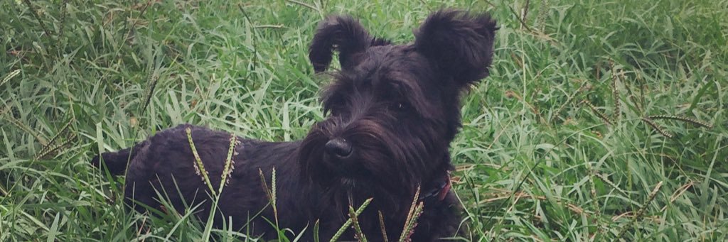 kattttlepatch's profile banner image
