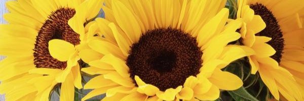 IvyAdi's profile banner image