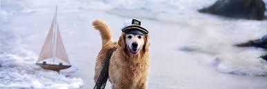 DogsRuleK9's profile banner image