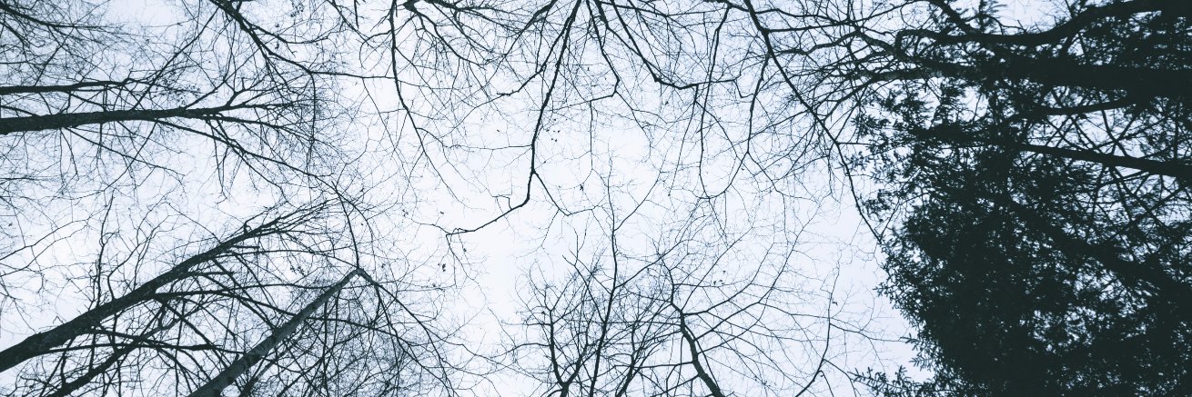 Almants Poikāns 🇺🇦 banner