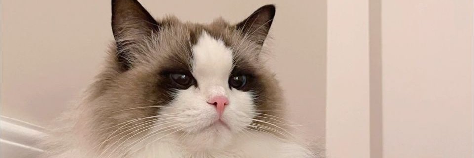 MaximSanson's profile banner image