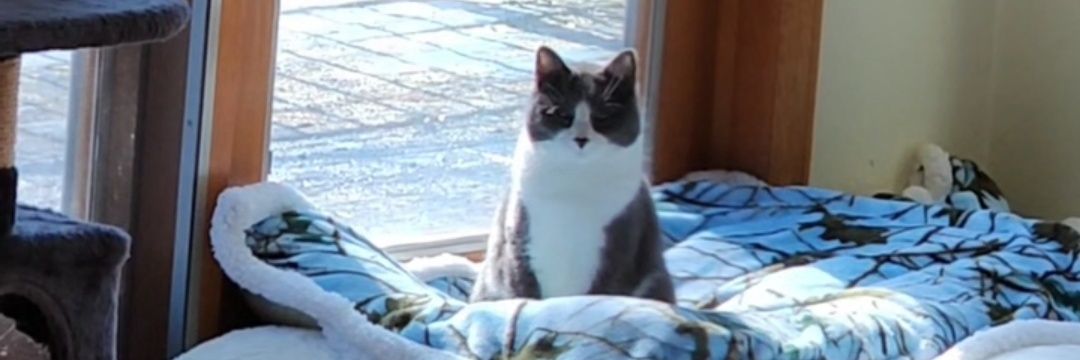 😻Weeping🍃Willow💋 banner