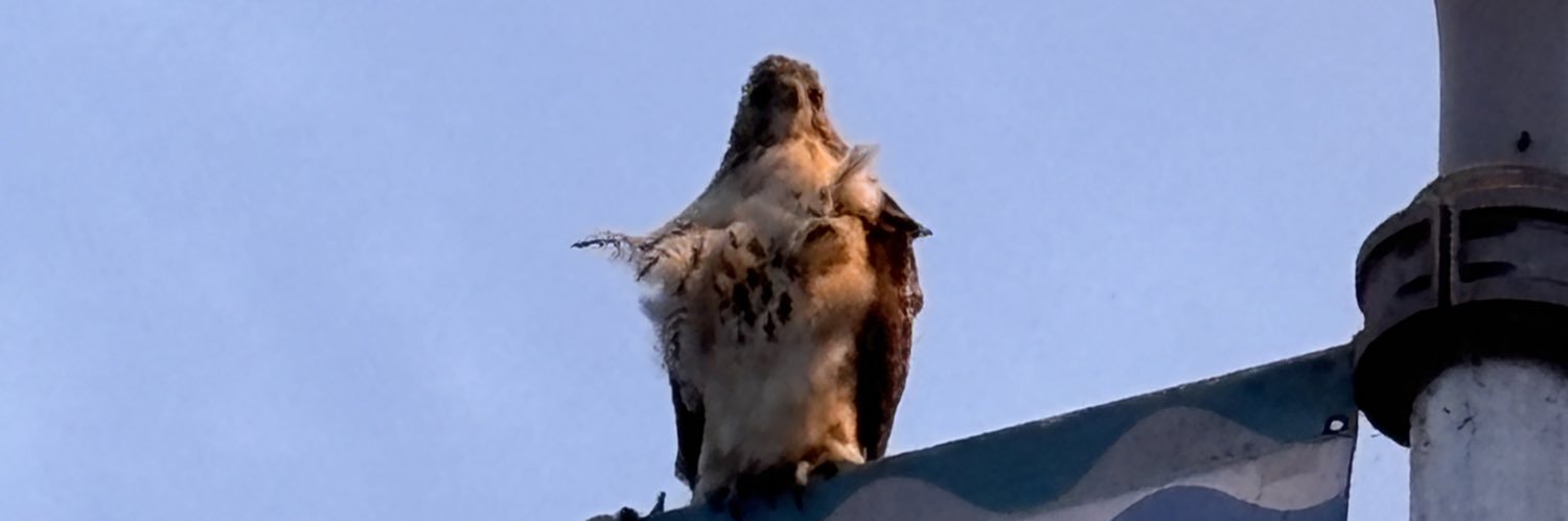 DENISE SEIBEL (She/Her) banner