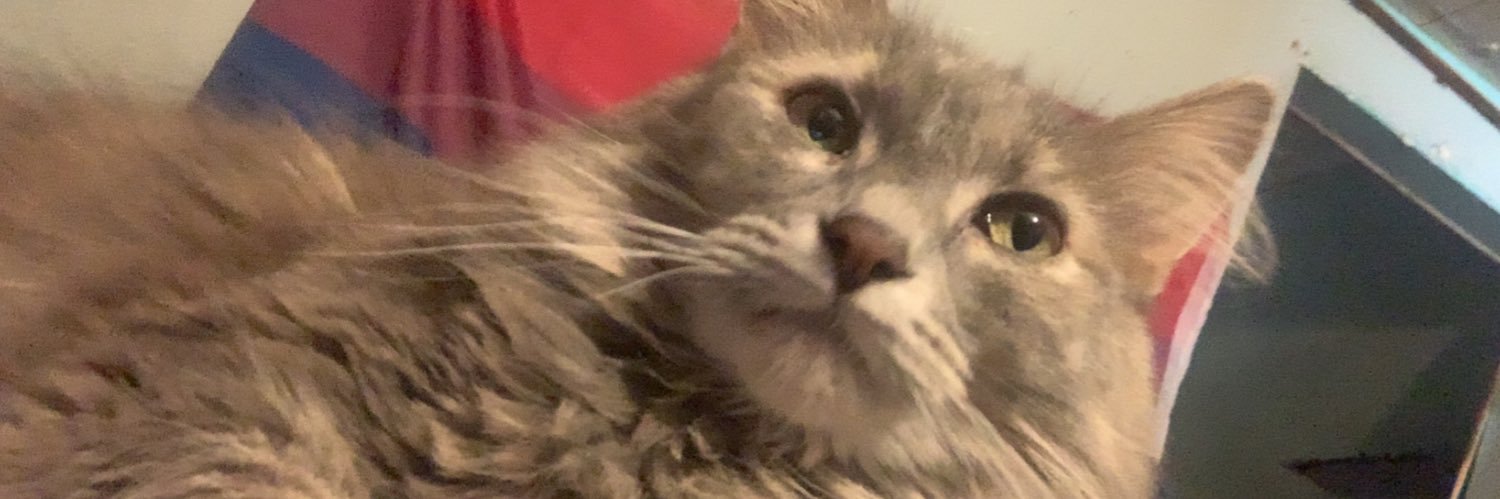 MollyyyLeee's profile banner image