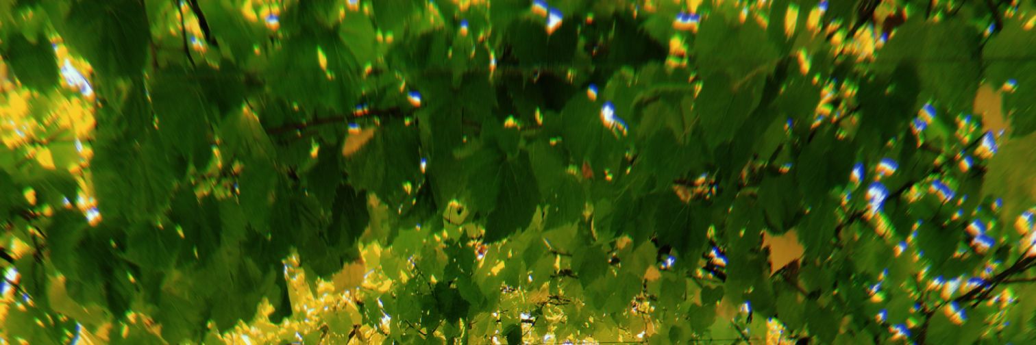 PauLamberti's profile banner image
