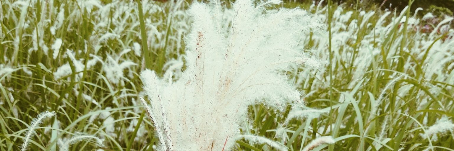 Daisy banner