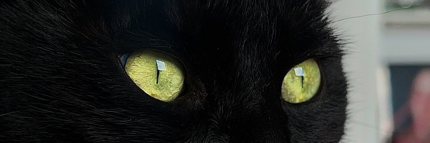 miau banner