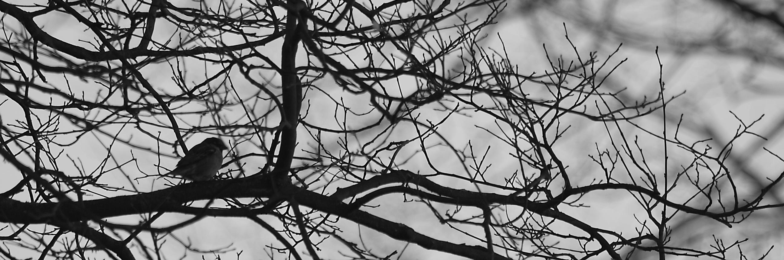 antiagsendon's profile banner image