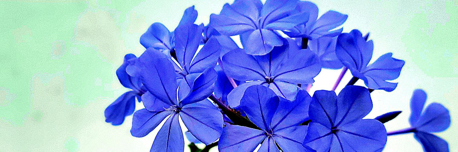 Lizzy Prickles banner