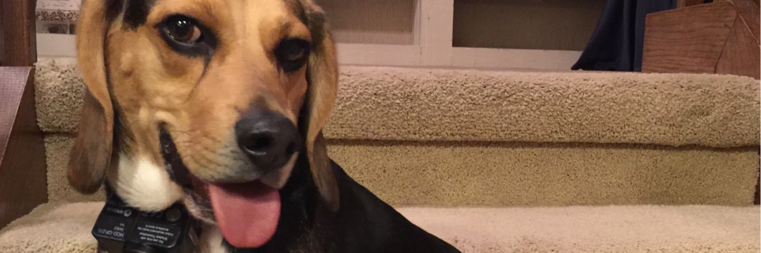 corythebeagle's profile banner image