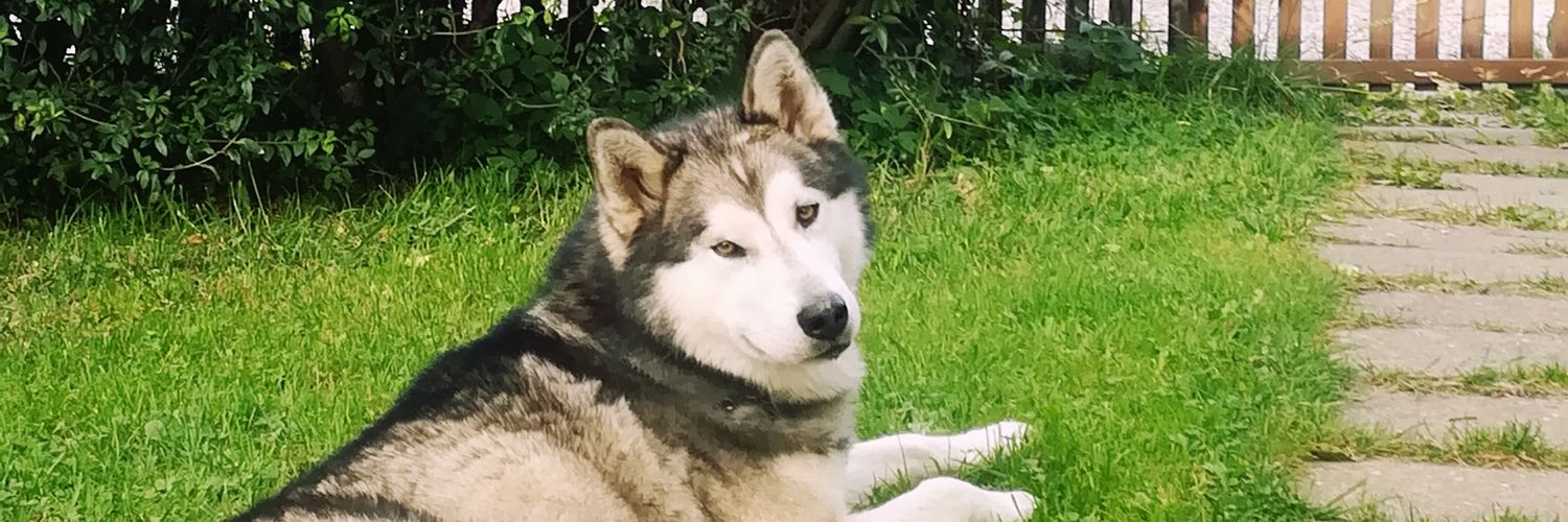 TomFucik's profile banner image