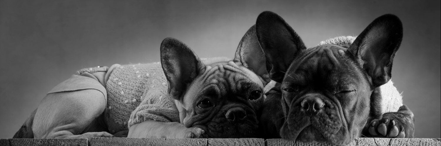 Giulia_Guzzi's profile banner image