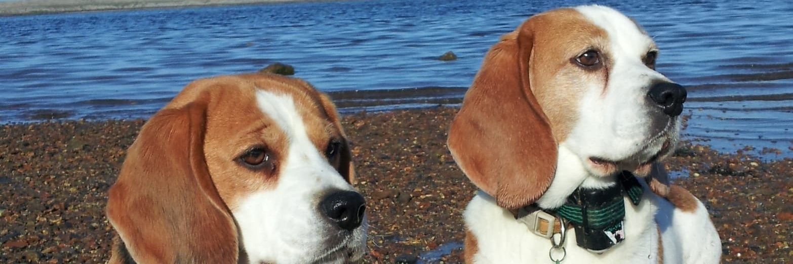 Robert Matthew banner