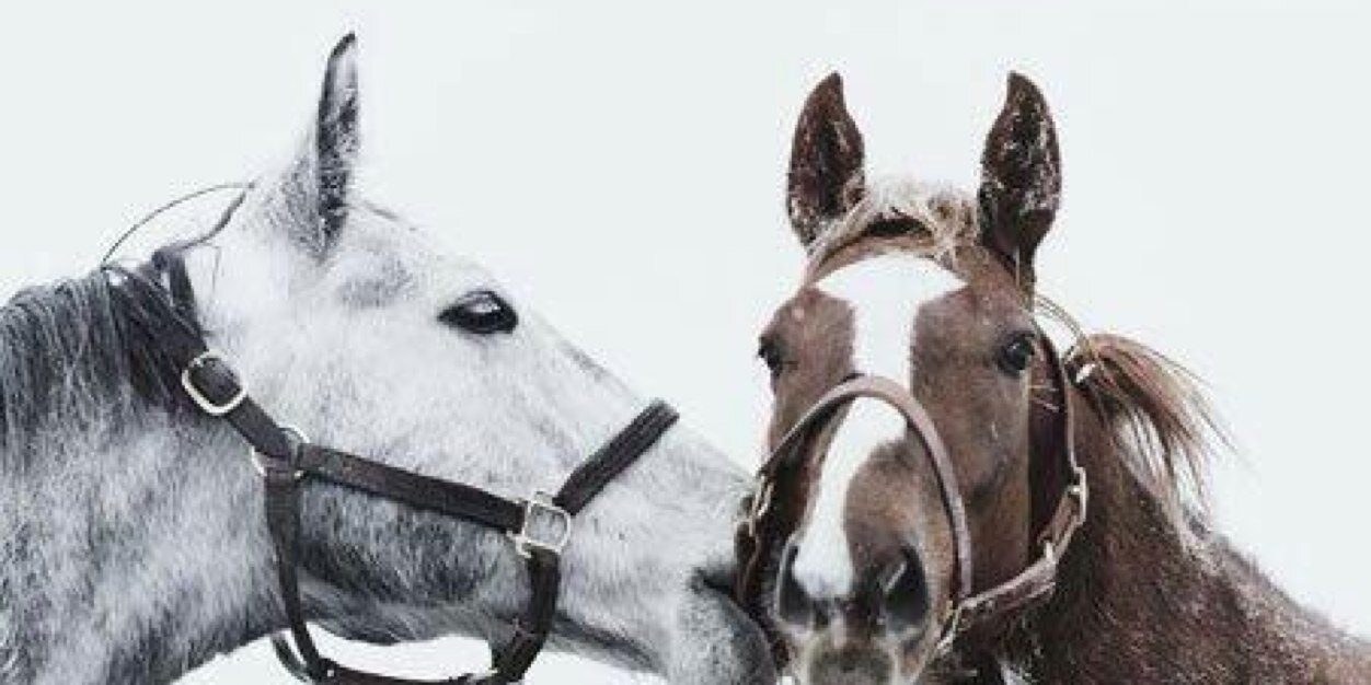 رَوابّي فَھد ' banner