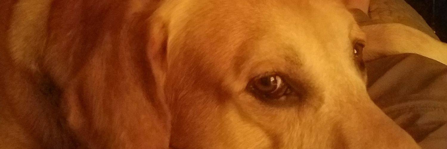 Apocaloptimist2's profile banner image