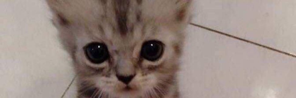 hectorcif_'s profile banner image