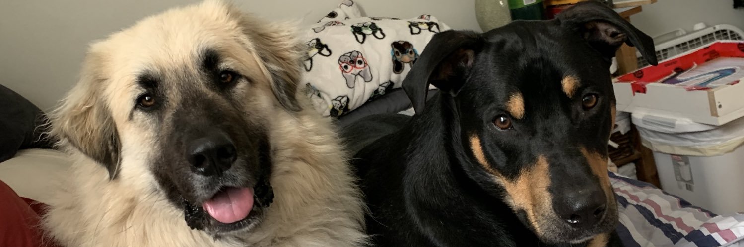 Foxymus's profile banner image