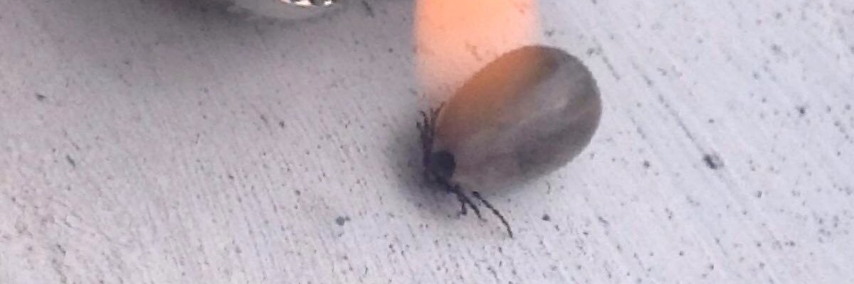 Borreliose's profile banner image