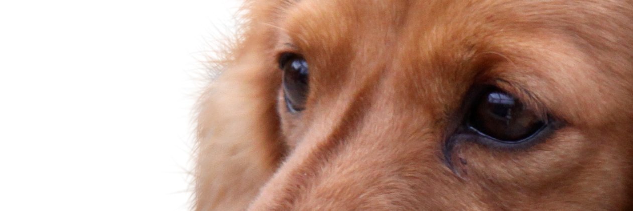 ReplyDogs's profile banner image