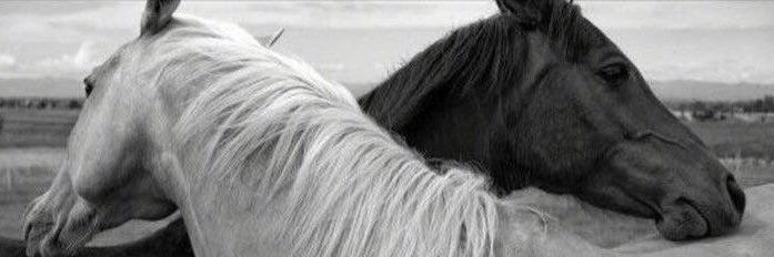 saraalsbaeil's profile banner image
