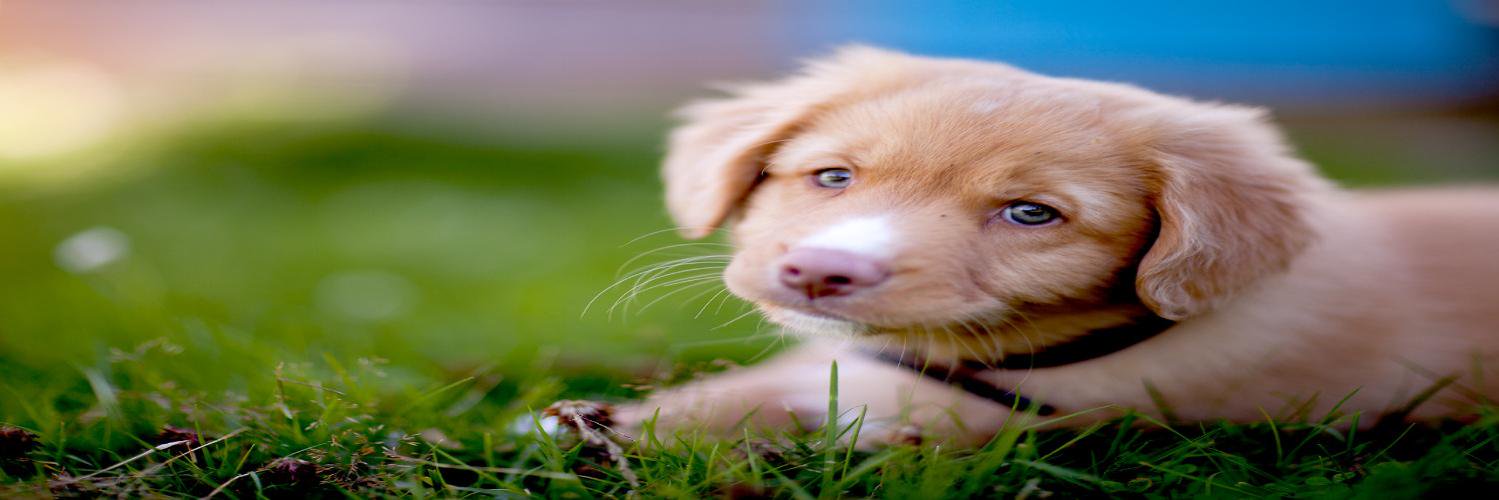 DogsTreat's profile banner image
