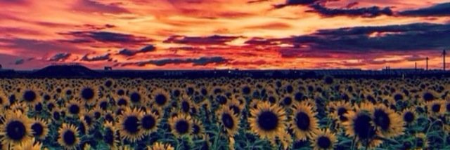 amy_garlo's profile banner image