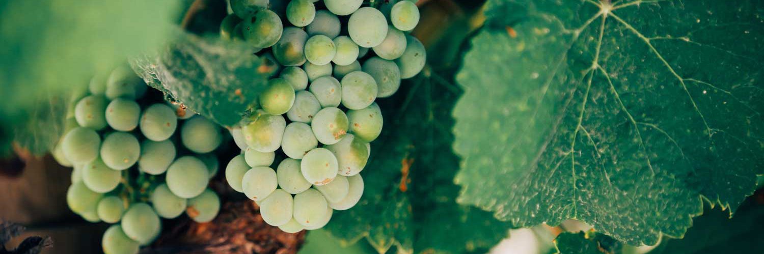 pmwines's profile banner image