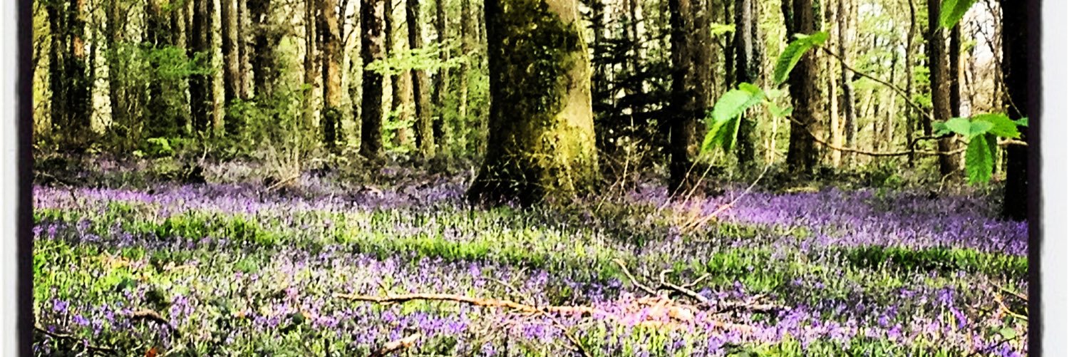 lauramtyrrell's profile banner image