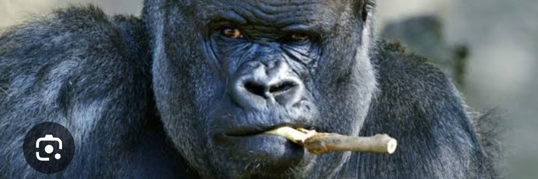 jeffmuchai10's profile banner image