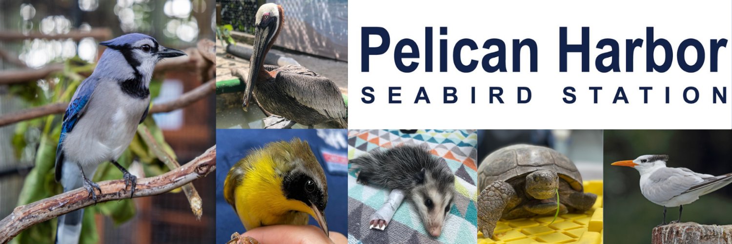 SeabirdStation's profile banner image
