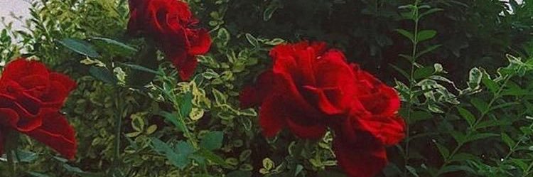 Aja_rosee's profile banner image