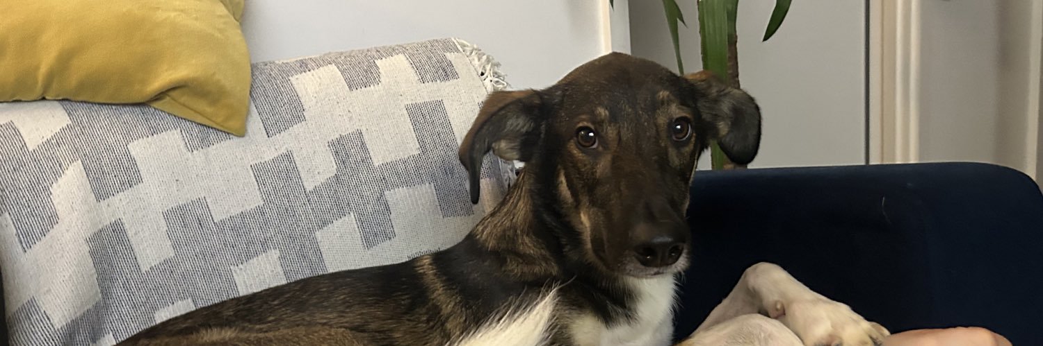 laurenmillarr's profile banner image