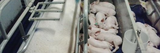 Evert Liefting banner