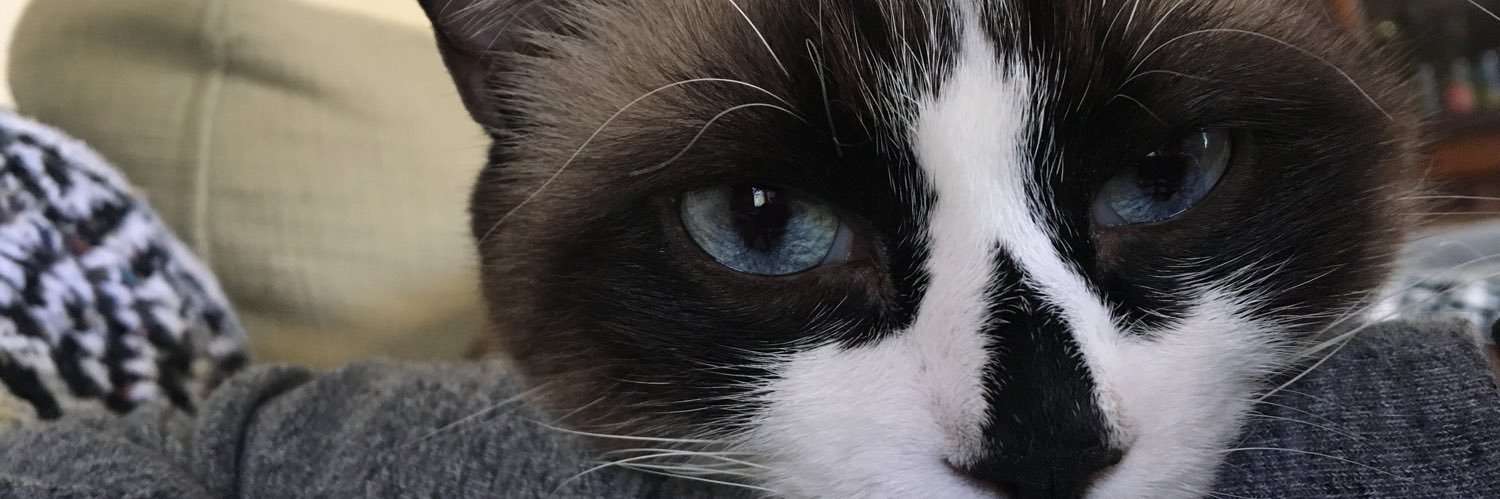 stephnku's profile banner image