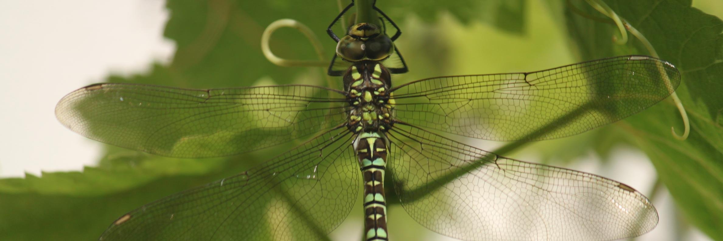 fifihawkmoth's profile banner image