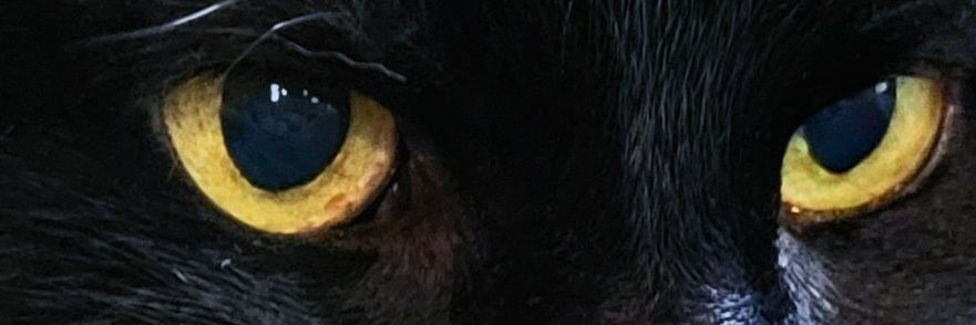 SweetLilYou's profile banner image