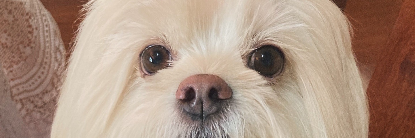 DaaniLorenzi's profile banner image