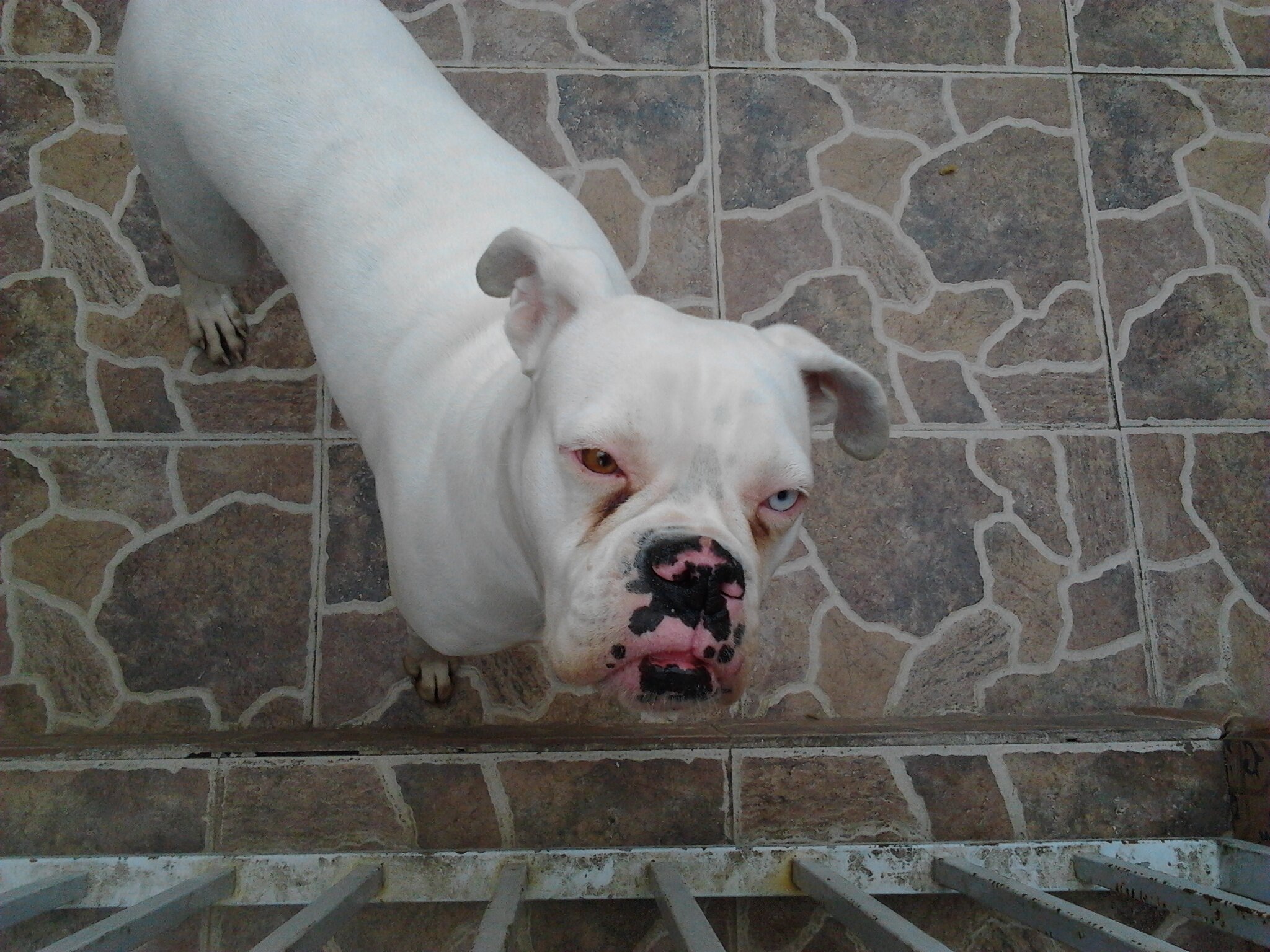 mamen banner