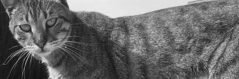 LamesHesham's profile banner image