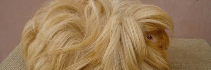 trumpsquiff's profile banner image