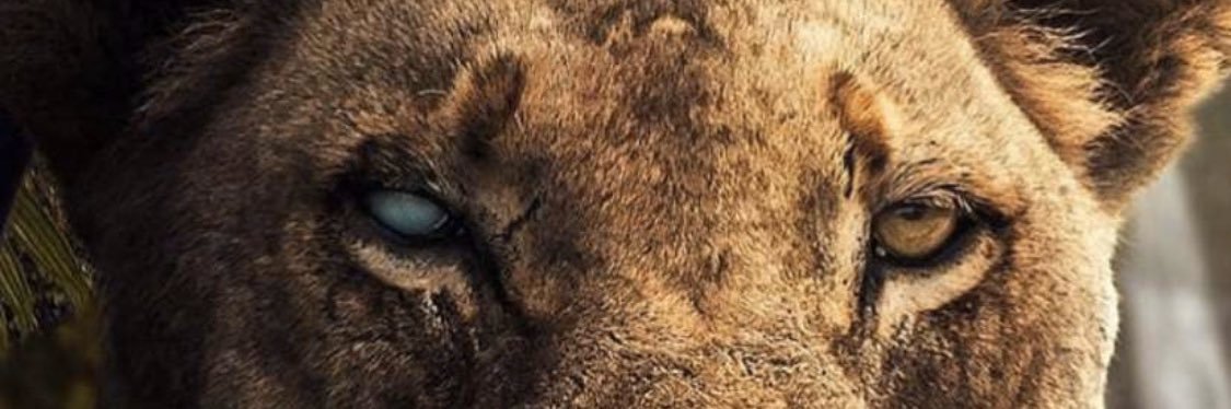 jacksonvitton's profile banner image